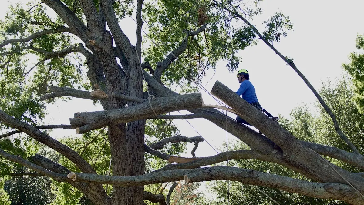 Professional Crown Thinning performed by certified arborists in Monterey